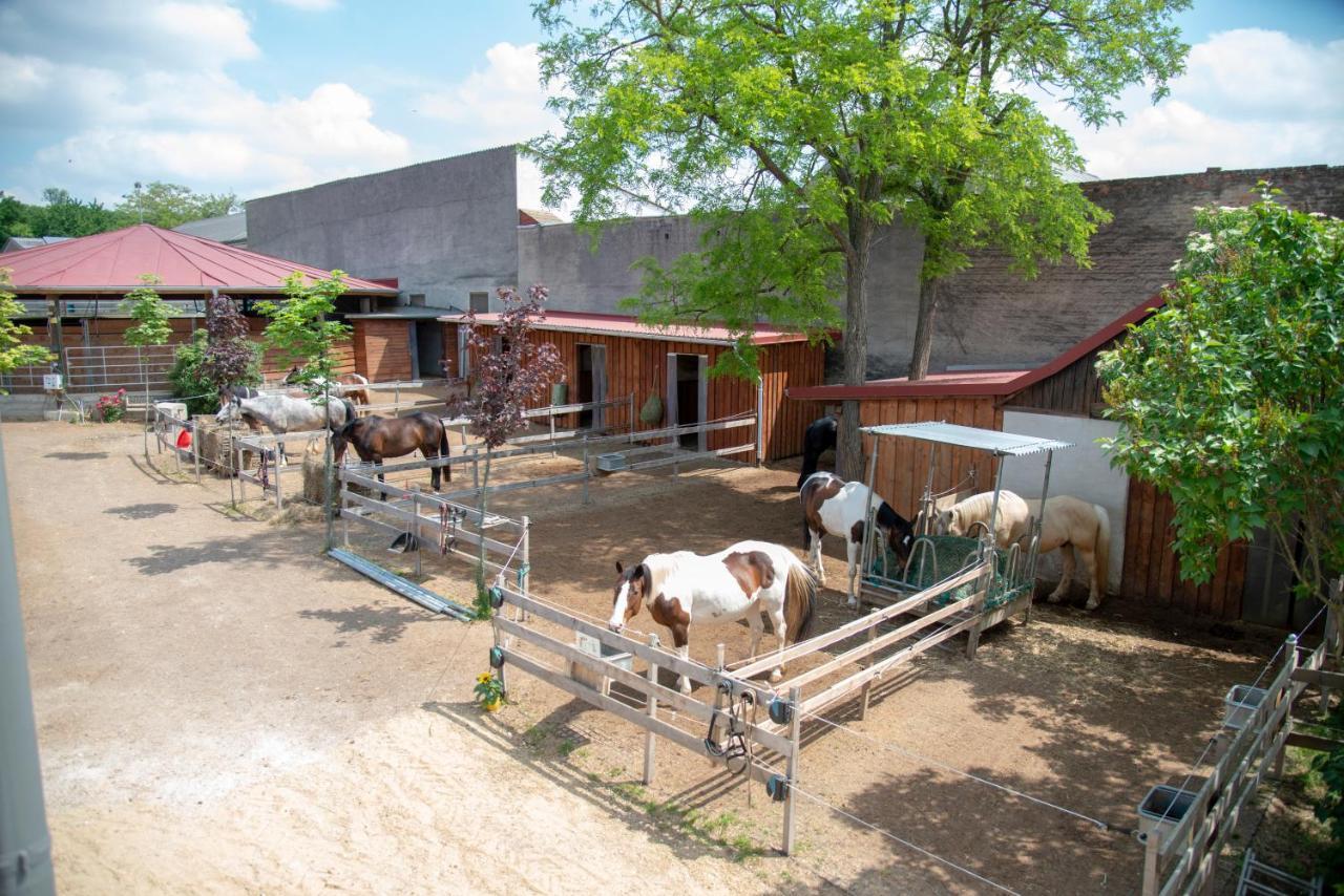 Ranchzimmer Am Hippo-Campus Reit- Und Therapiezentrum Deutsch Haslau Extérieur photo