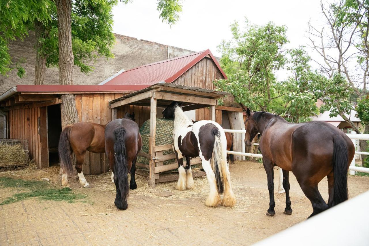 Ranchzimmer Am Hippo-Campus Reit- Und Therapiezentrum Deutsch Haslau Extérieur photo